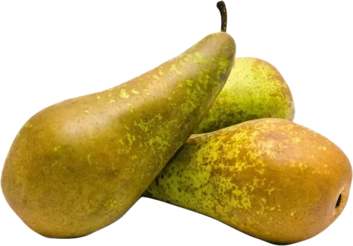 Conference Pear