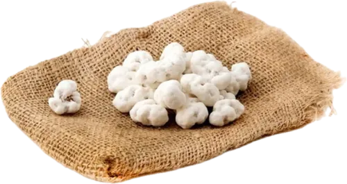 Walnut Nogul
