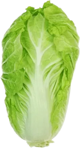 Китайская капуста