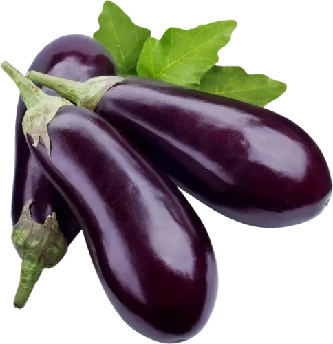 Gozel Tebiet Eggplant