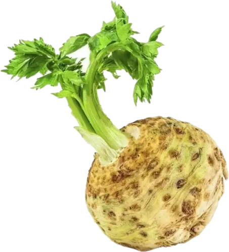 Celery Root