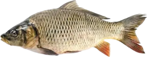 Fresh Carp