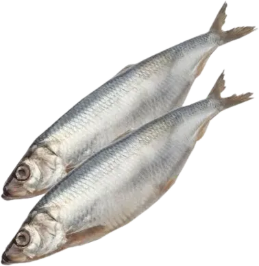 Salted Mullet