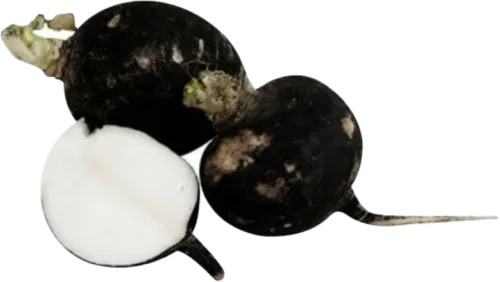Black Radish