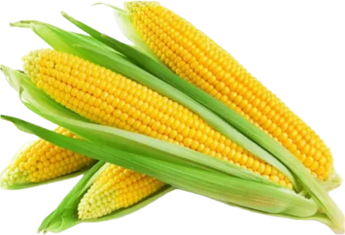 Corn
