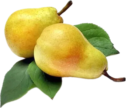 Williams Pear