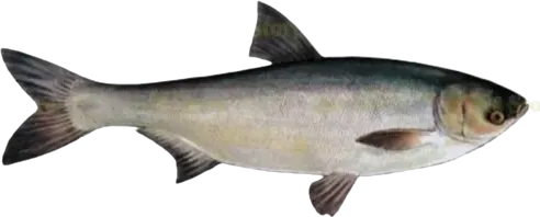 Fresh Salmon