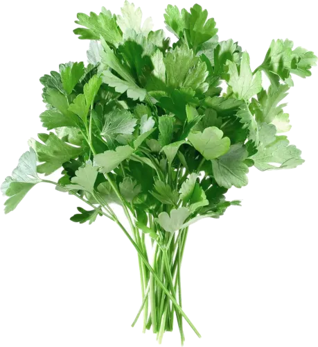 Cəfəri dəstə