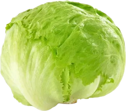 Iceberg Lettuce