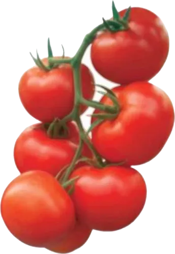 Bunch of Tomatoe