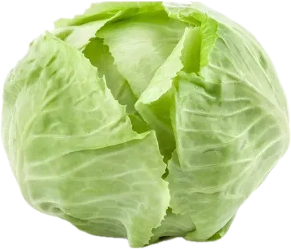 White Cabbage