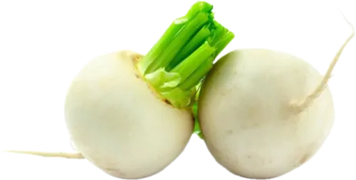 White Radish