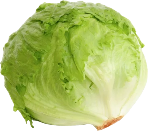 Iceberg Lettuce