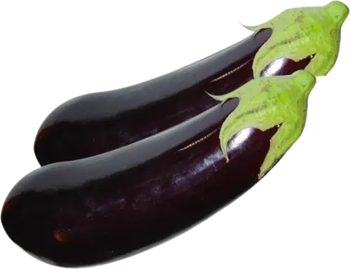 Anamur Eggplant