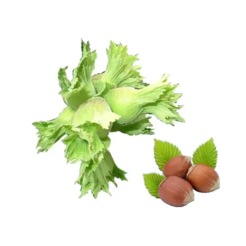 Fresh Hazelnuts