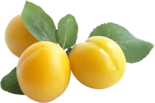 Sarı Gavalı