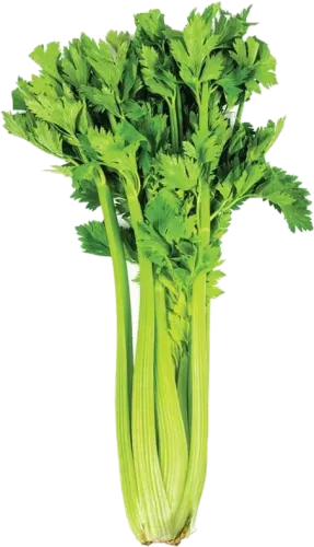 Kərəviz Yarpağı