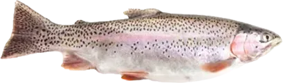 Fresh Trout