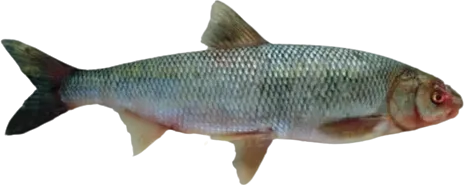 Fresh Goby