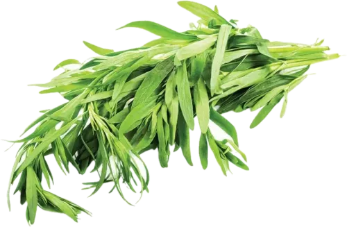 Tərxun